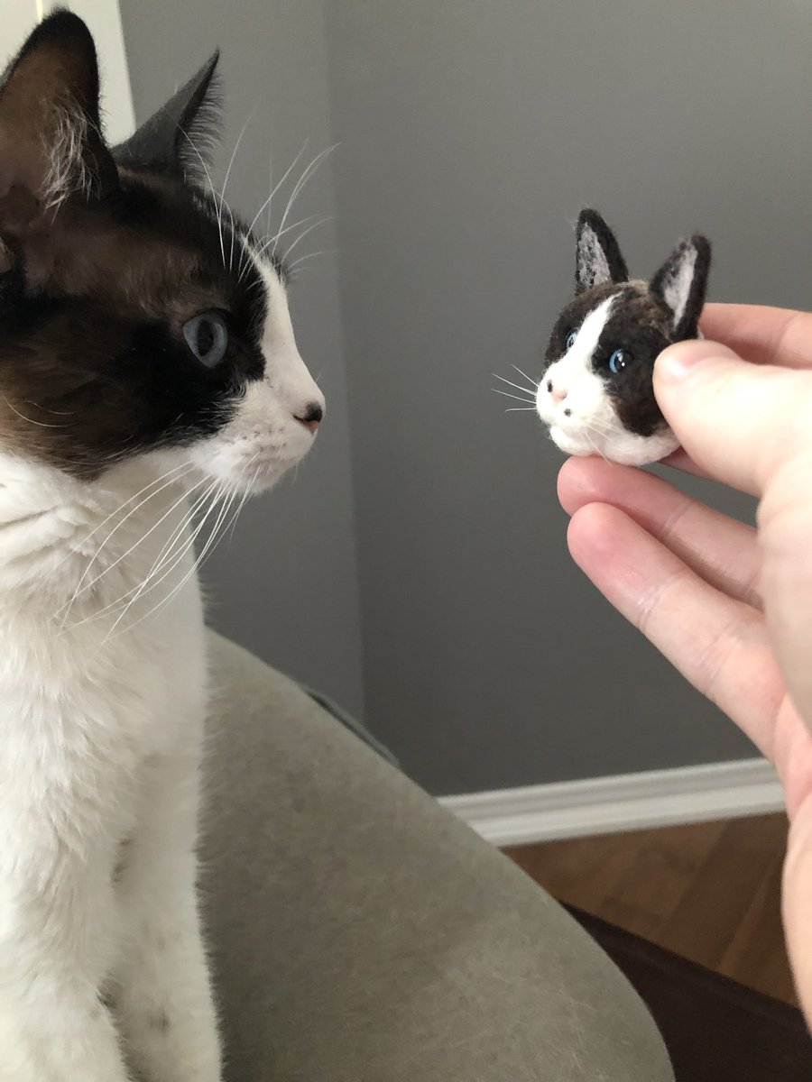 Post by Allan on X: #猫の日