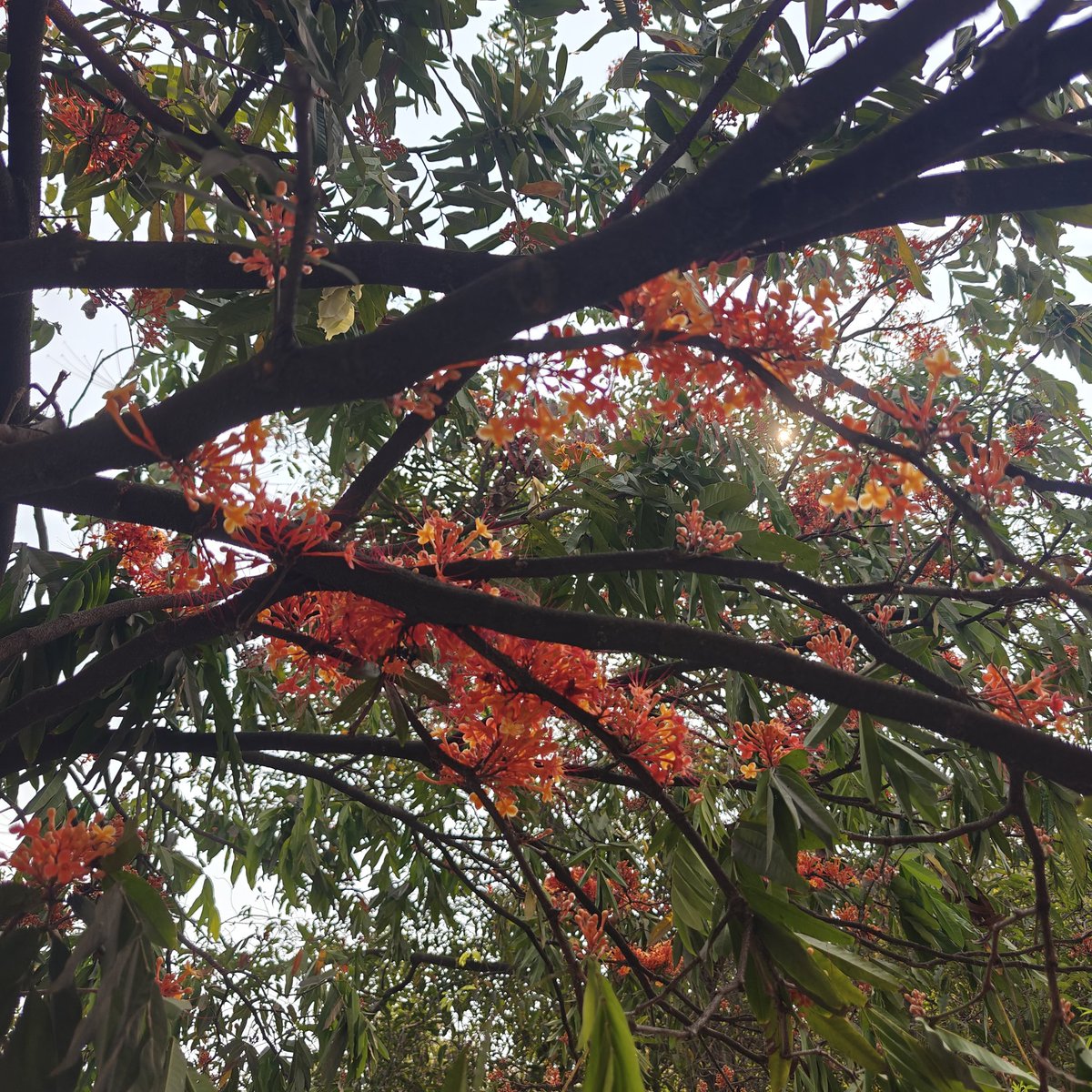 Abdaal Akhtar | ଅବ୍ଦାଲ୍ ଅଖ୍.ତର୍ tweet media