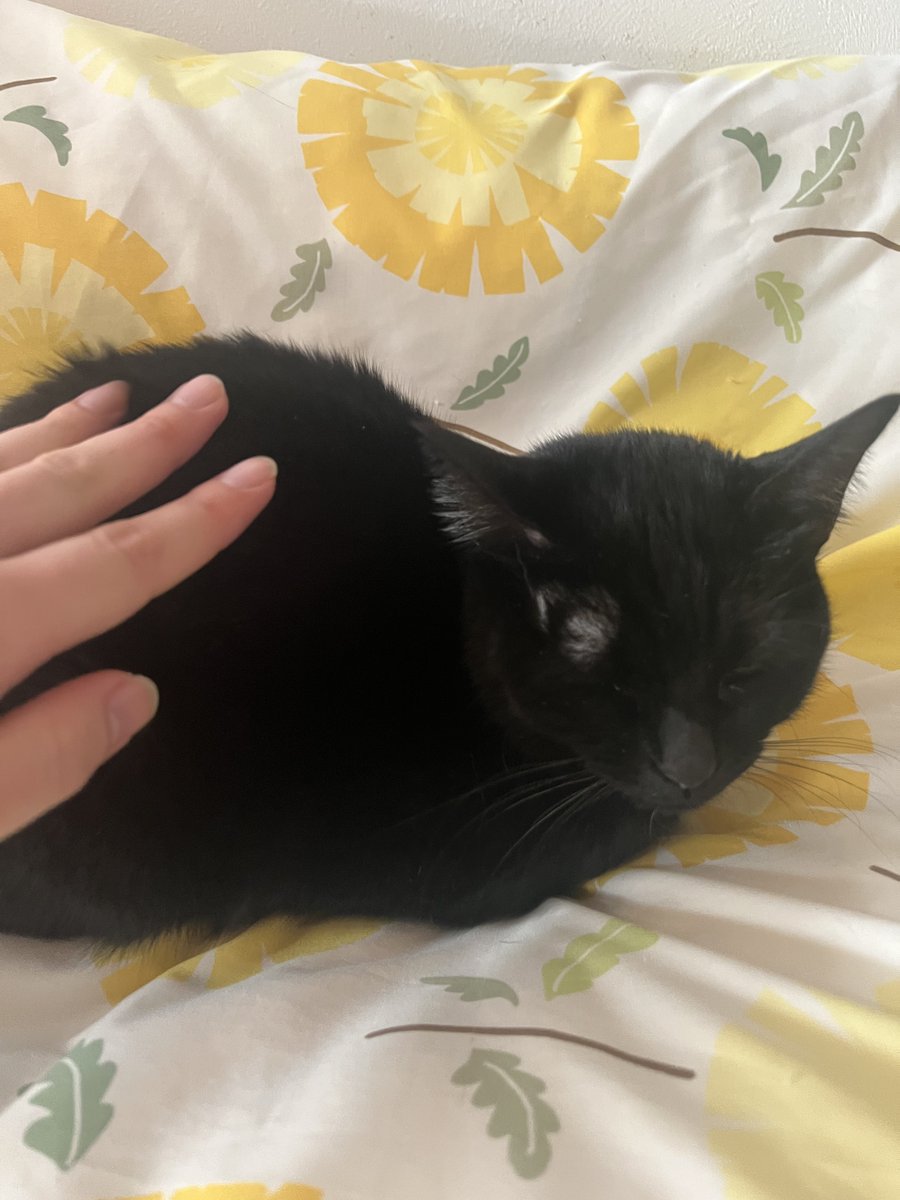 ドランスカーゴ tweet media