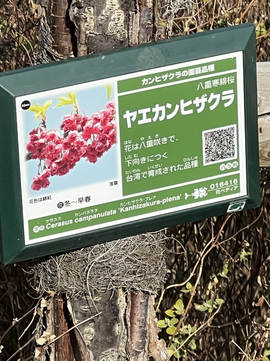ポカポカの日曜日、今日は車を出さず、叔父散歩です。 風が冷たくなる