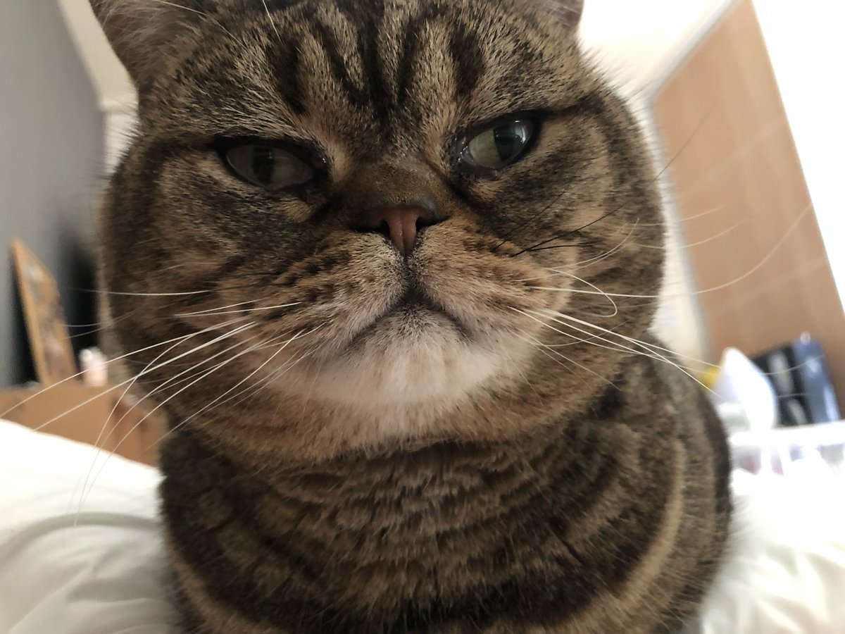 ぽんこつ♡ちゃーこ (@ponkotu_chako) / Posts / X