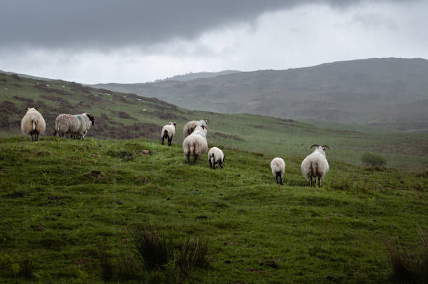 "Just grow crops on that land instead of raising cattle."

Right. Yes. Absolutely.

Have you been outside?

Not outside in a city. Outside outside. Countryside outside. Have you looked at what 65% of Britain's agricultural land actually looks like?

It looks like the side of a