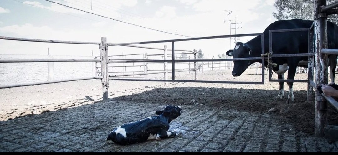 La Folia (@lafolia20) on Twitter photo 