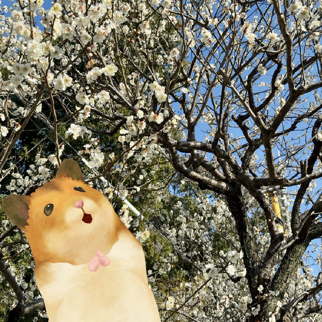 【公式】ハムスターの里 tweet media