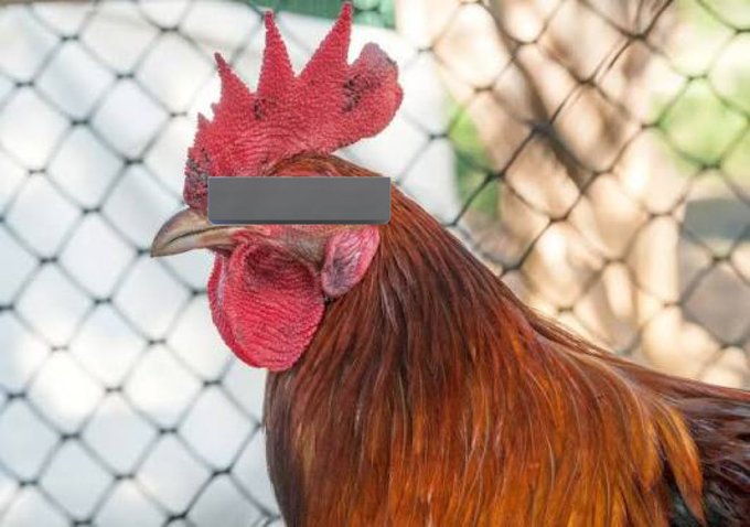 BBevvone's tweet photo. Guess the animal https://t.co/FzwS2I5dMa
