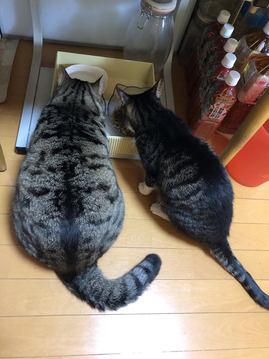 mada4271's tweet photo. #猫の日 なのでウチの猫等
にら　16歳　3kg
ラグ　8歳     6kg https://t.co/fRXyaVhzit