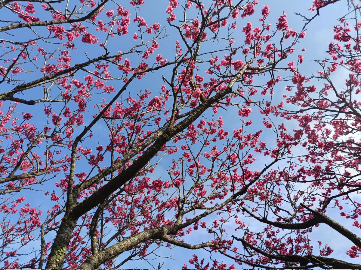 230643's tweet photo. 緋寒桜＠三儀山
#奄美大島 https://t.co/UQ5X3wuhbt