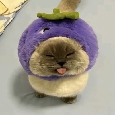 🐈‍⬛ tweet media