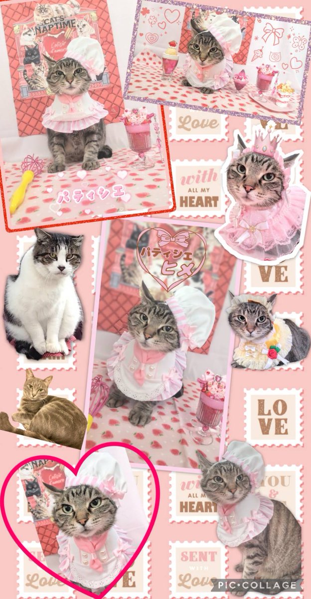 Kijitora469's tweet photo. 今日は猫の日🐈
🍰今年はパティシエになったヒメちゃん🥰

#猫のいる暮らし #キジトラ #猫好きさん #猫のいる生活  #猫がいる幸せ
#猫の日, #ねこの日, #ネコの日, #にゃんにゃんにゃんの日 https://t.co/iR332dt5qM