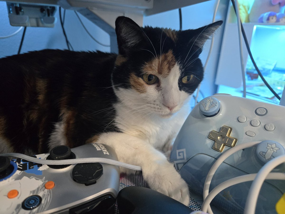 HAPPY NATIONAL CAT DAY in Japan! 😸🥰 My little girl is as young