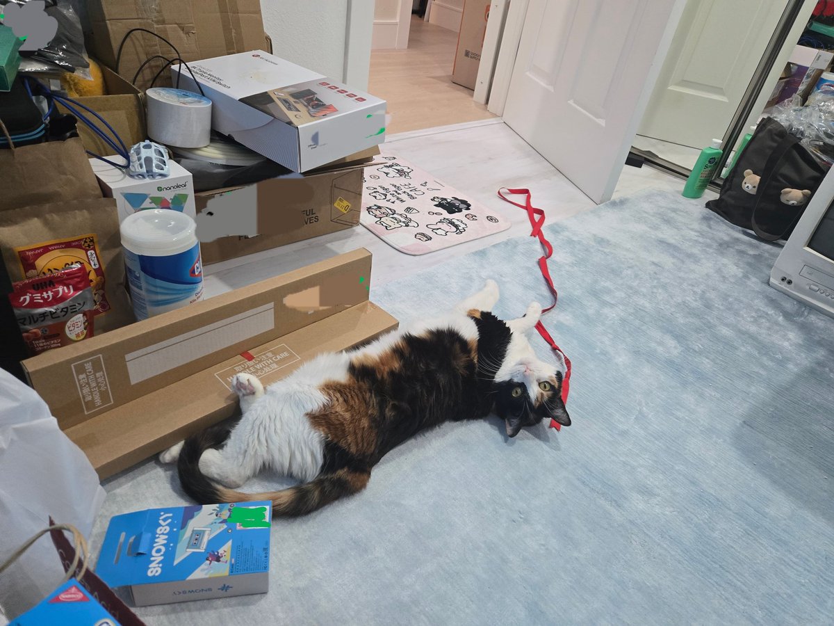 HAPPY NATIONAL CAT DAY in Japan! 😸🥰 My little girl is as young