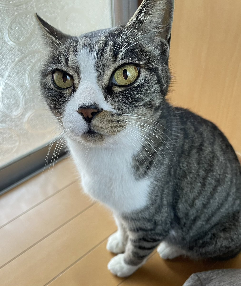 猫の日 最後の2日間 来なくて 会えずに帰宅🥹 心配だし 寂しかったｿﾞ