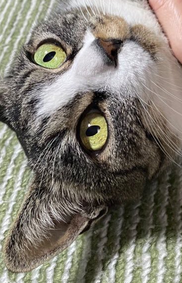 猫の日 最後の2日間 来なくて 会えずに帰宅🥹 心配だし 寂しかったｿﾞ