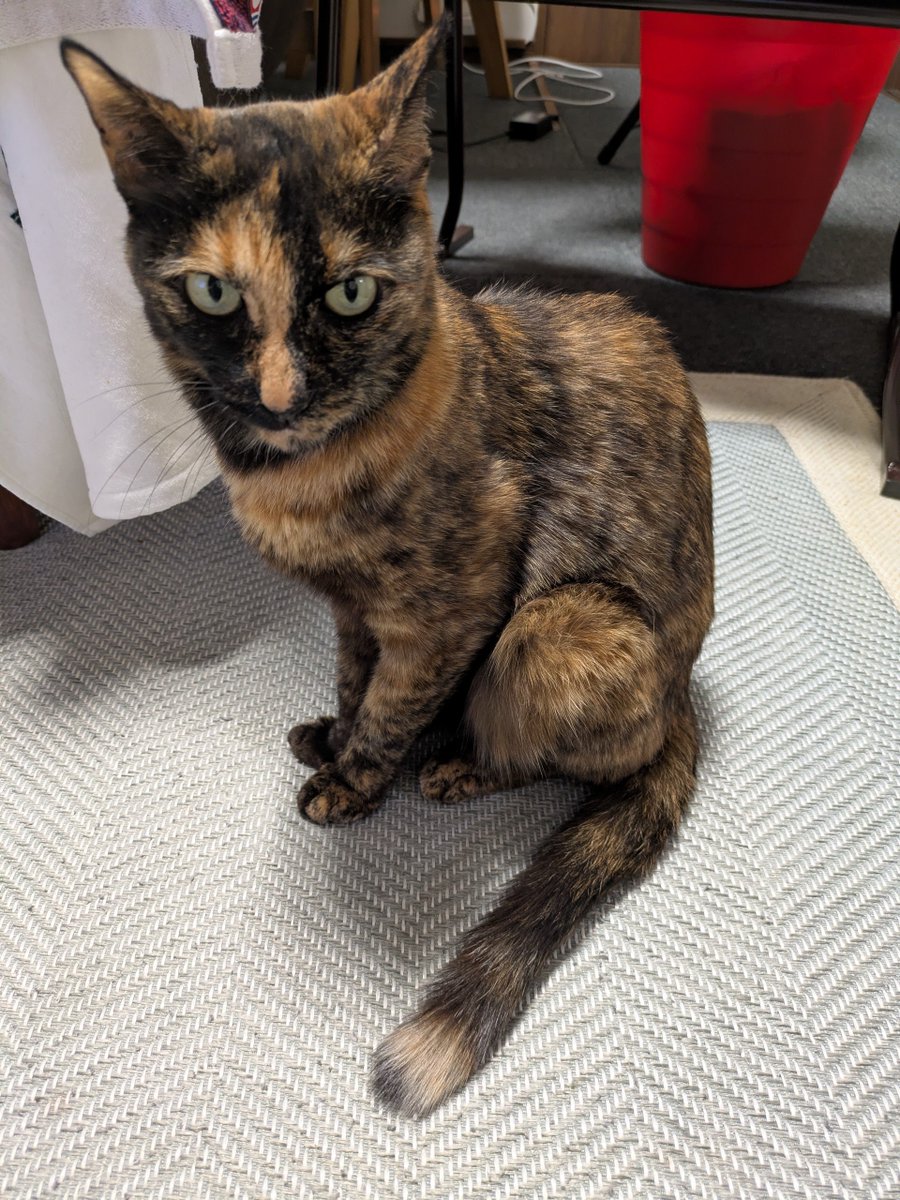 トケイ tweet media