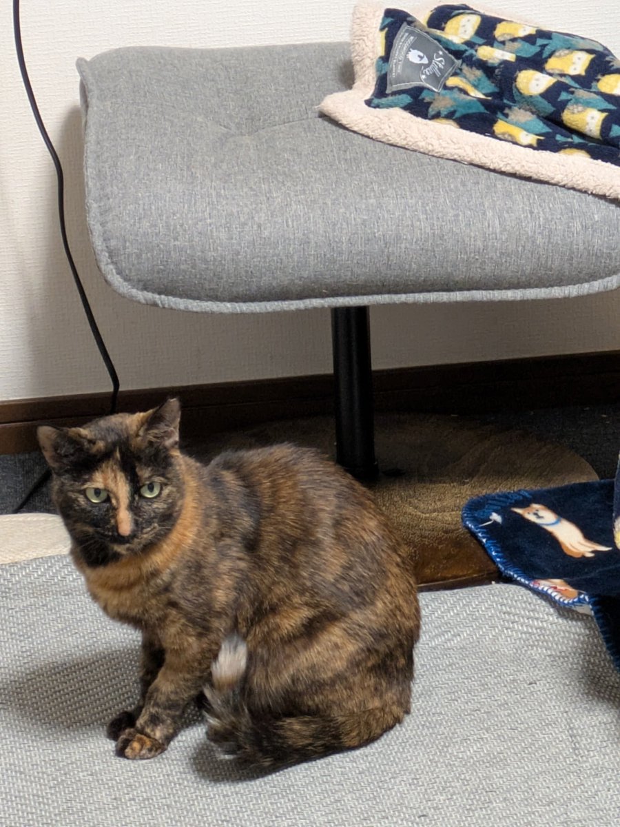 トケイ tweet media