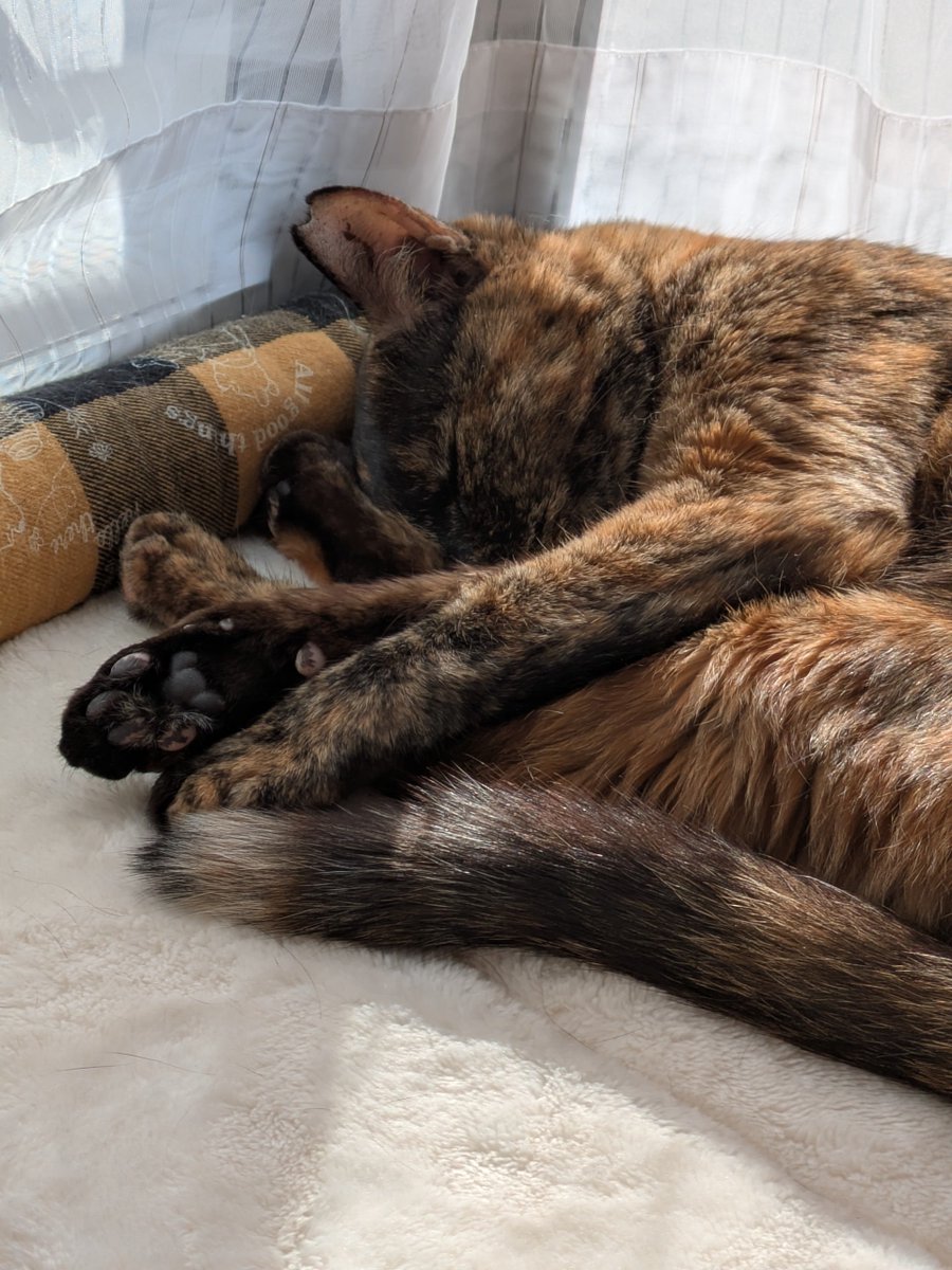 トケイ tweet media