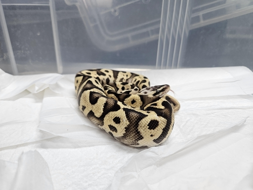 Ball Python Toilets Distrik Gangnam mengumumkan bahwa ular yang diselamatkan dari toilet ...