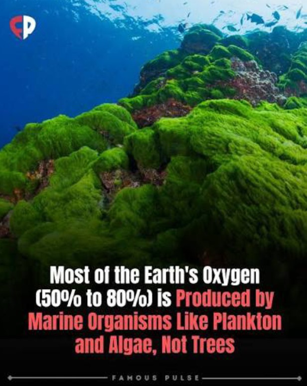 We’ve spent decades branding CO₂ as a global toxin, yet it's still the single most important molecule for life's existence on Earth. 

We're told to fear it, but without it, the Earth returns to a sterile, rocky wasteland. It isn't just chemistry, it’s the process that turned a