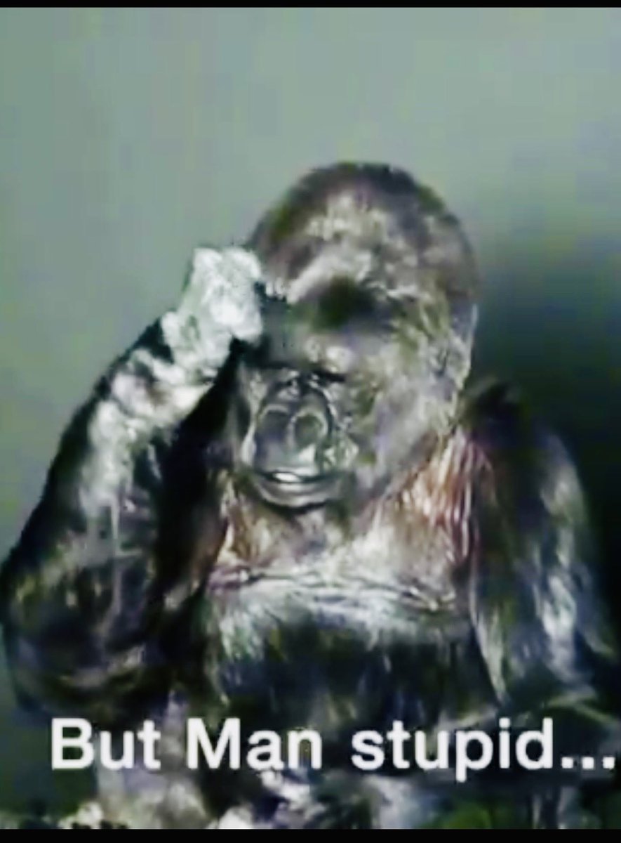 ‘Koko’ Said Nature Sees You #ProtectTheEarth #ManStupid 👀