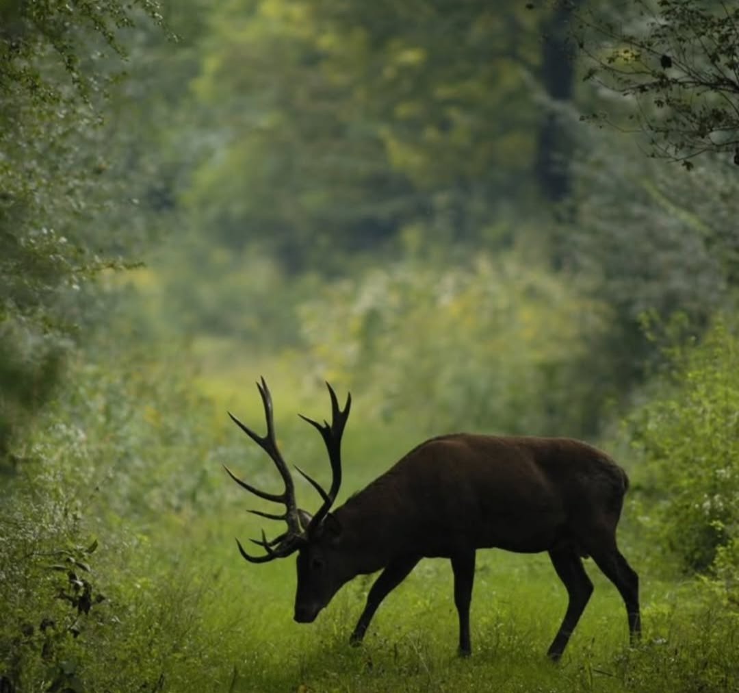 Nature Hub tweet media