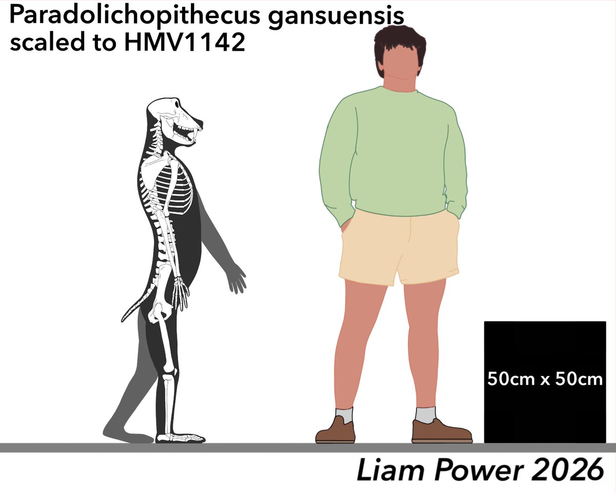 Paradolichopithcus gansuensis skeletal, a large bipedal cercopithecine from across Eurasia. This animal has adaptations to hominid-like bipedalism compared to Australopithecus. While not an obligate biped, it was very adapted to spend a lot of time standing upright like a person.