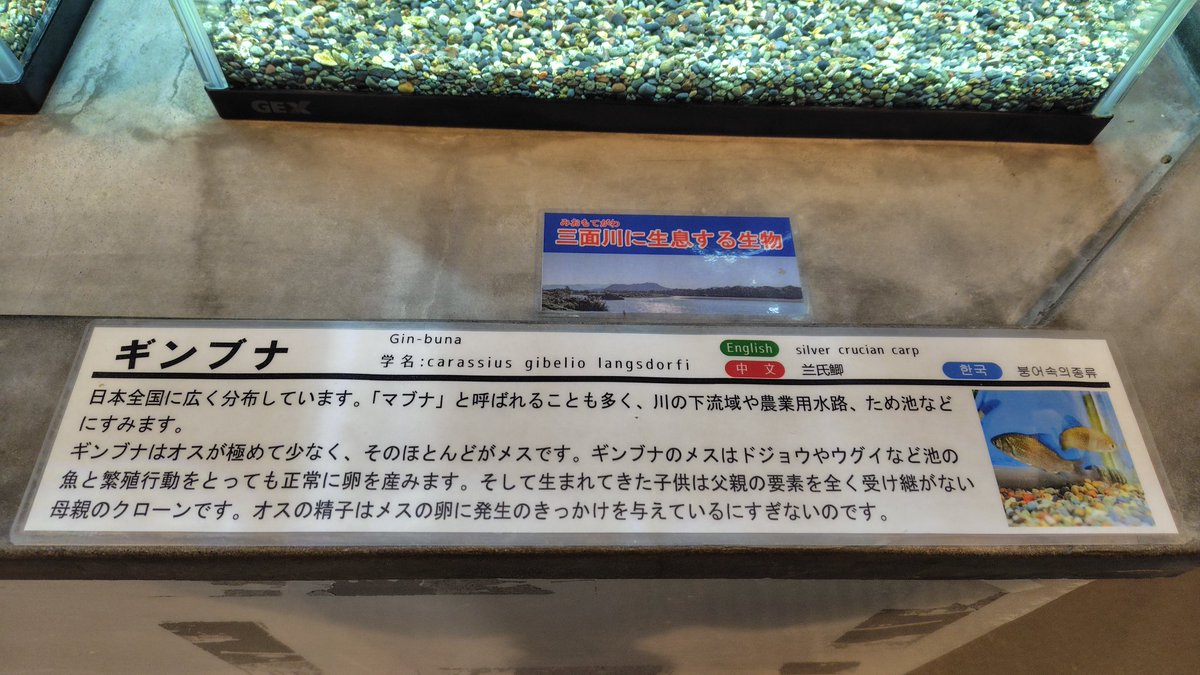 しまたろう (@ykgs0321) on X