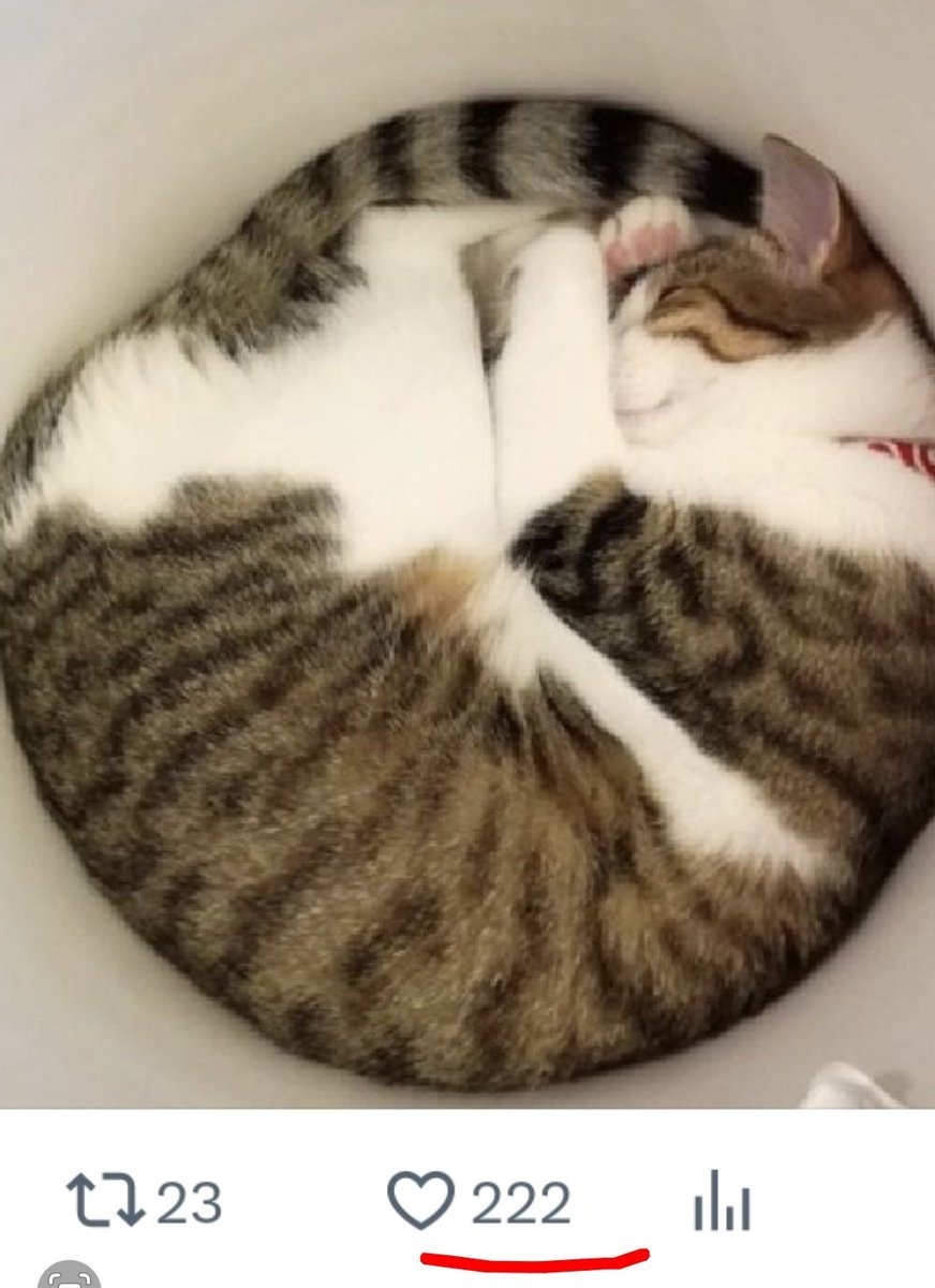 ねこの日2026 ⑧ 猫の日2026