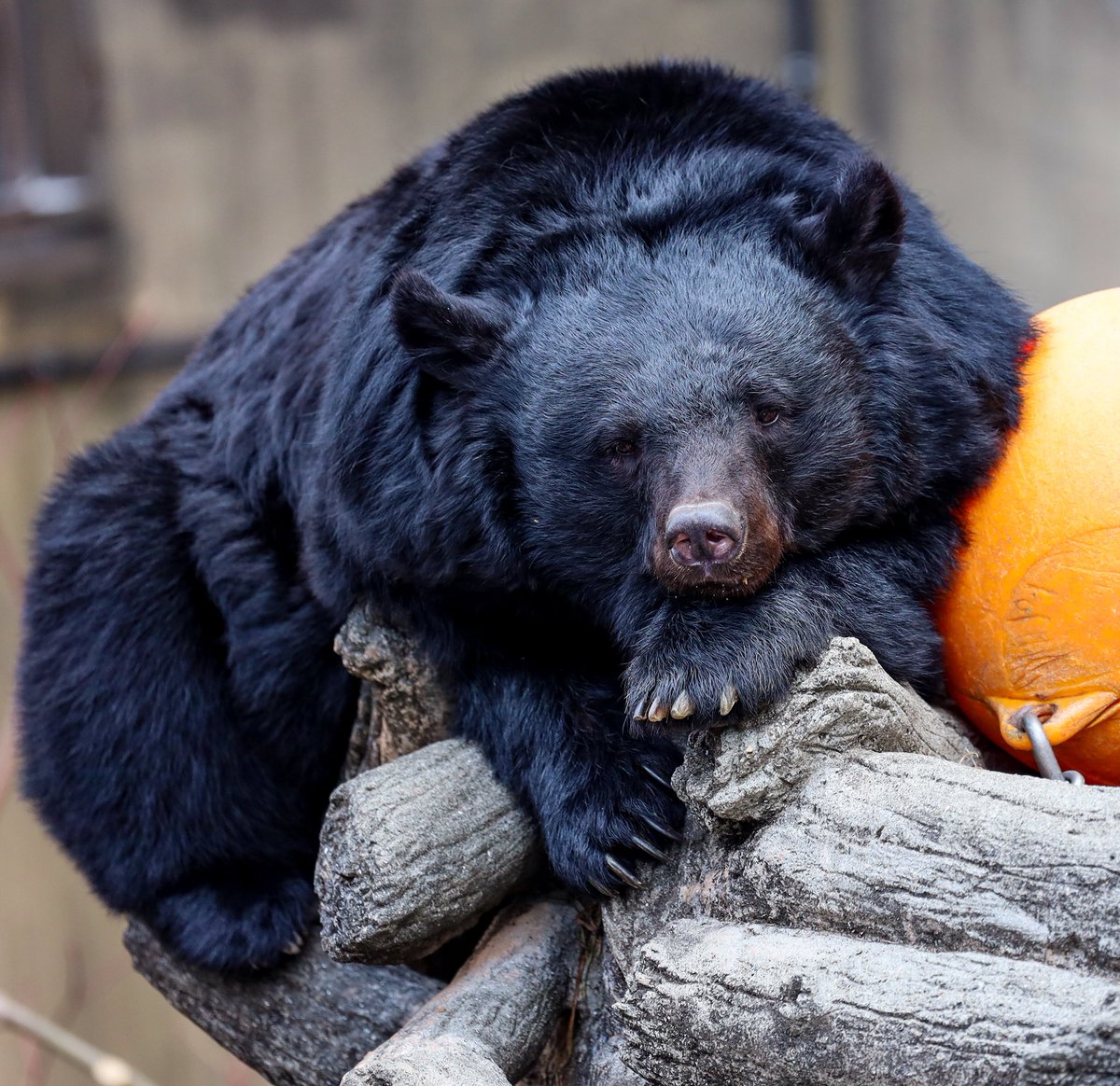 クーちゃん、お顔をちゃんと見れたのは初めてかも！ かわいいお顔、冬