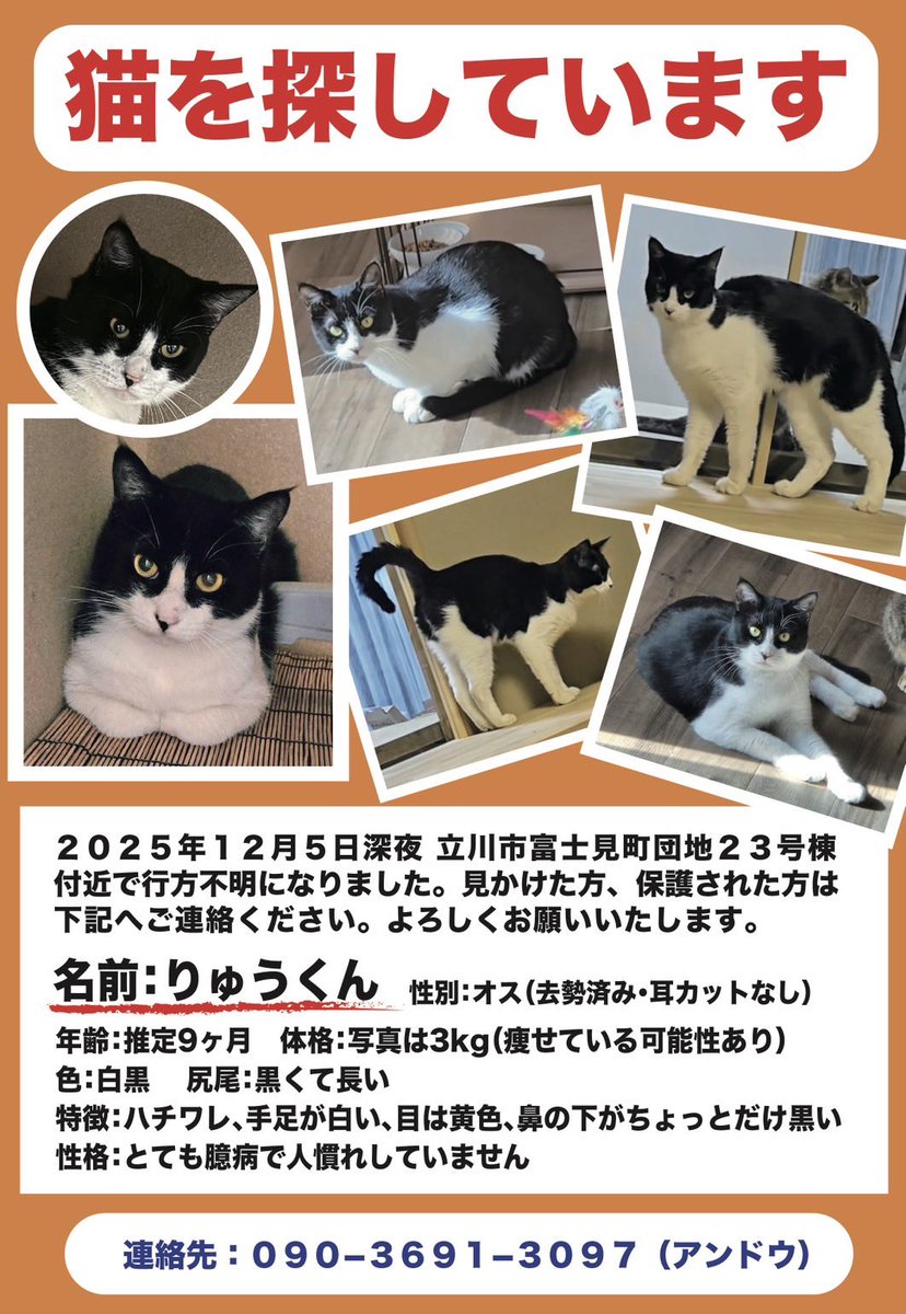 shippomura's tweet image. 依頼を受け投稿させていただきました。

2025年12月5日深夜
東京都立川市富士見町団地付近で行方不明になりました

飼い主さんが探しておられます。

付近でお見かけになられた方がいらっしゃいましたら、
しっぽ村までご連絡お願いします。

📞0462 81 7457

#迷子猫 #迷い猫 #はちわれ