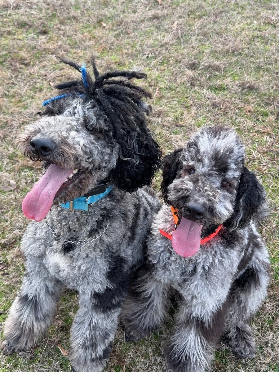 Sunday mornings are for the boys! 🐾 ❄️

These two are out here proving that "chilly" is just another word for "extra fluffy." Whether they're scouting for squirrels or just waiting for the next treat to drop, these doggo bros are the ultimate Sunday Funday goals.

#SundayFunday