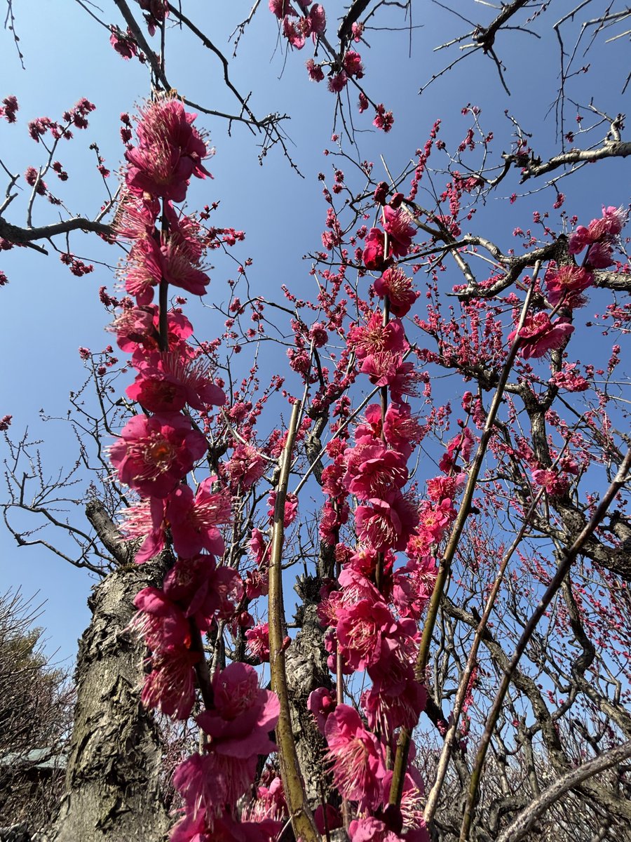 7_aine's tweet photo. 梅まつり🌸
#万博記念公園 https://t.co/MbcHGwjvNH
