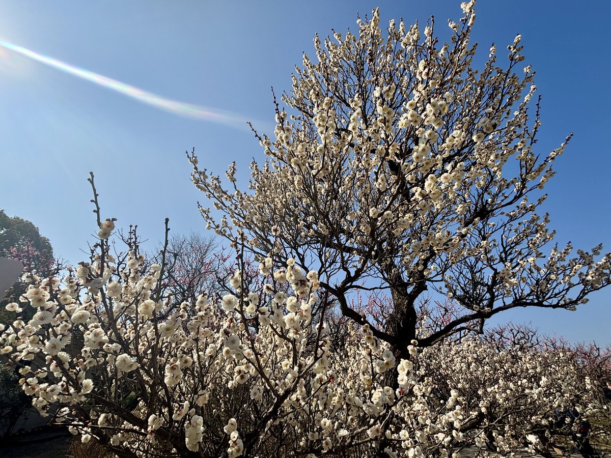 7_aine's tweet photo. 梅まつり🌸
#万博記念公園 https://t.co/MbcHGwjvNH