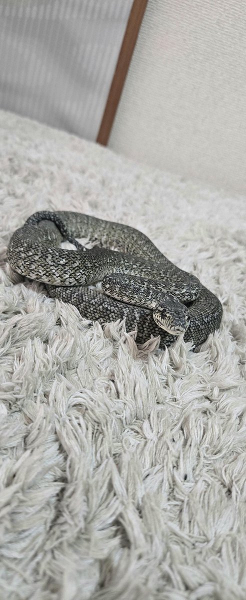 Morelia Lab tweet media