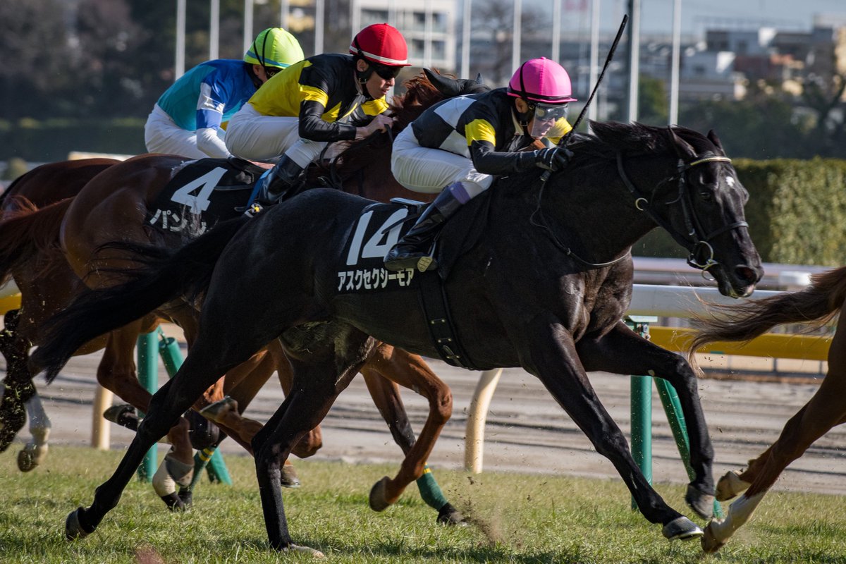 ami3161's tweet image. 2026/02/22（日） 東京10R🥉

武豊 騎手
アスクセクシーモア 号　Ask Sexy More

#廣崎利洋HD 
#福永祐一厩舎 #社台ファーム