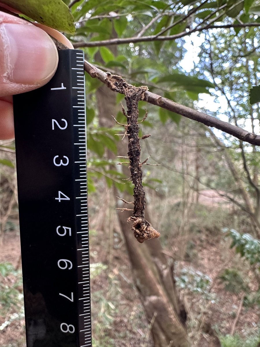 日本冬虫夏草の会 (@cordyceps_japan) / Posts / X