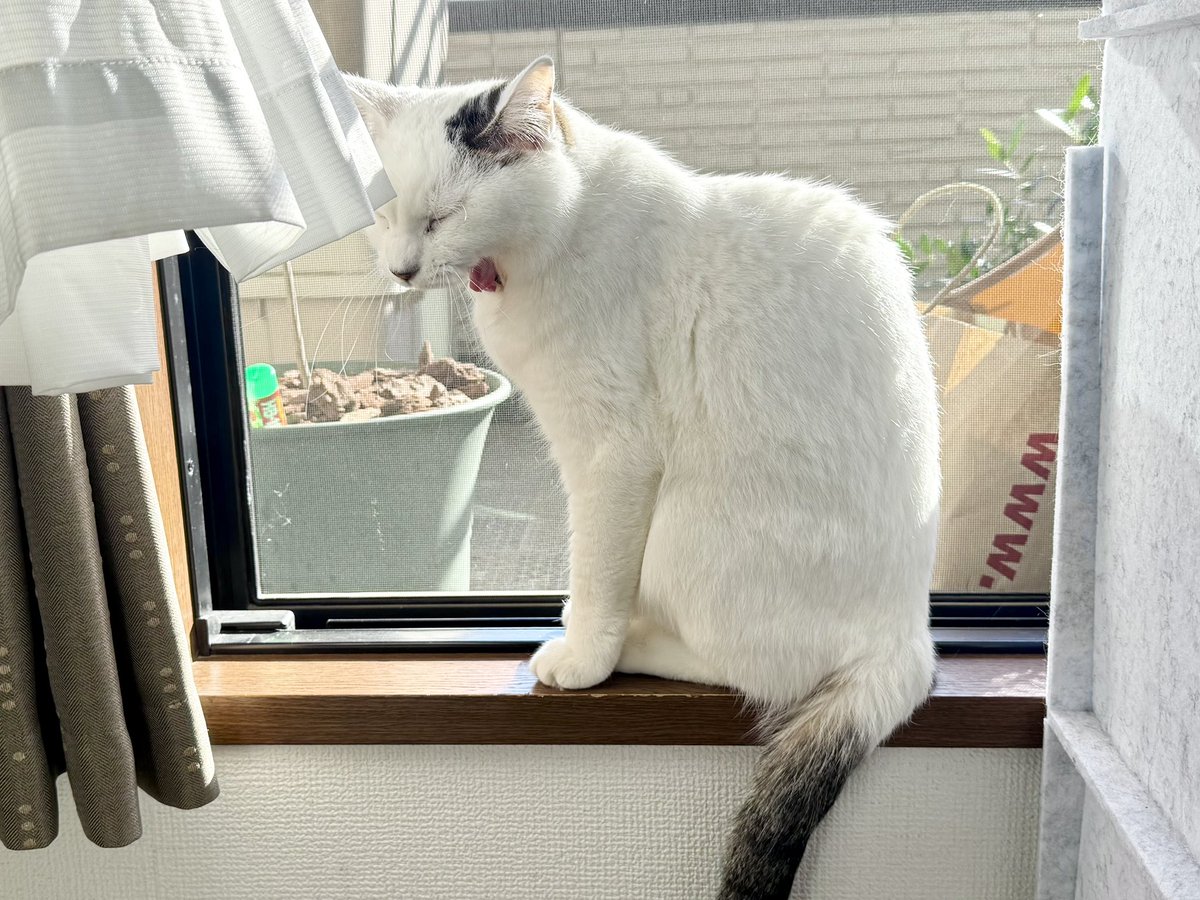 カメントツの猫アカ tweet media