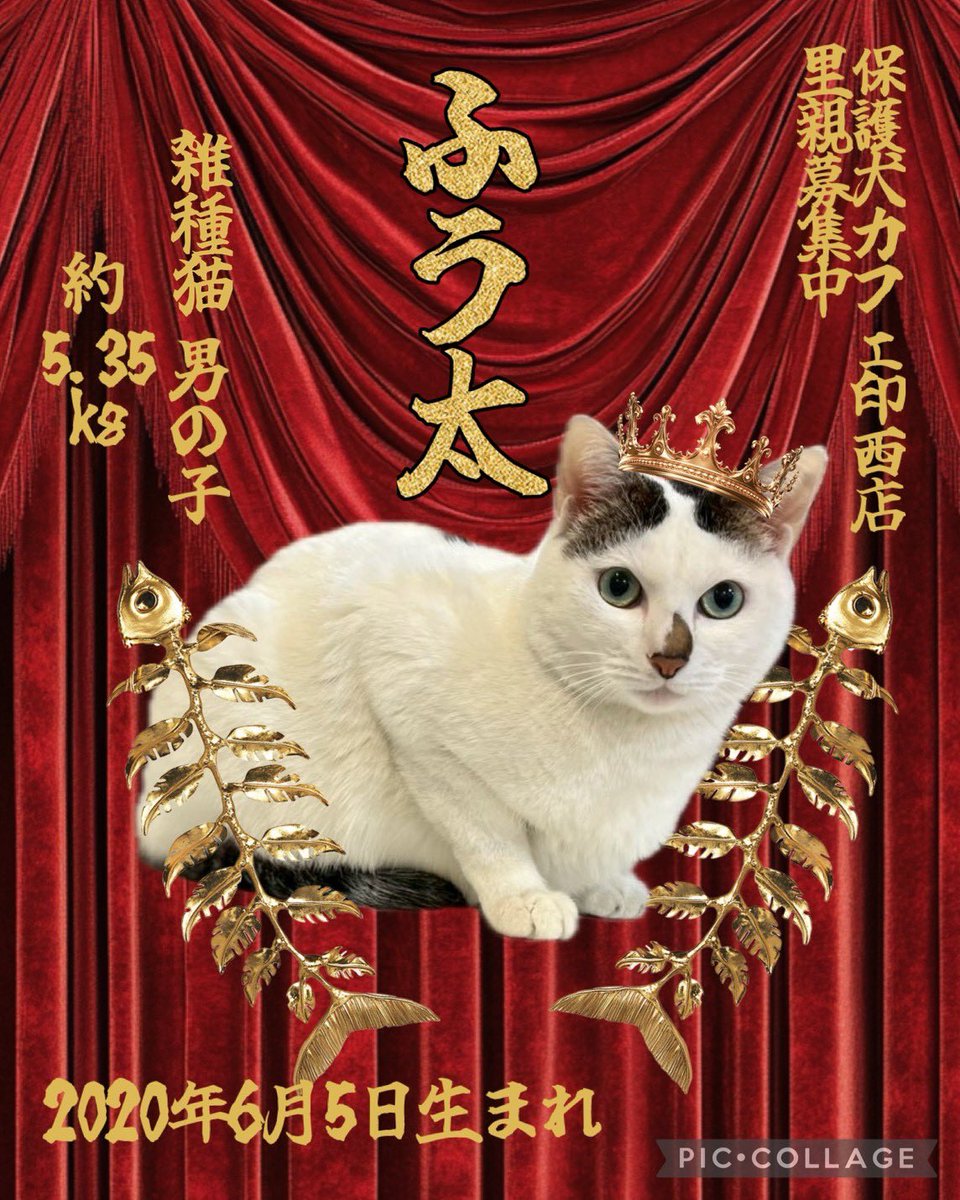 本日2/22はねこの日🐈♡ 里親募集中のねこちゃんをご紹介いたします