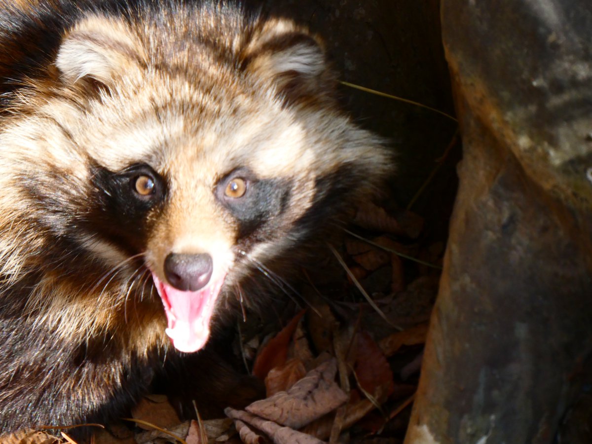 タヌキ愛好家の七倉/喪中/1/30～2/1たぬきのつどい5・さ7