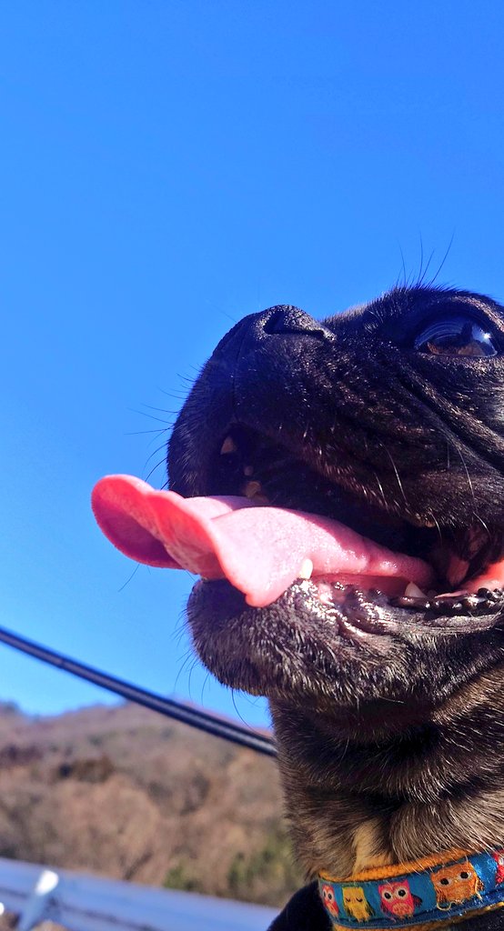panta0127's tweet photo. 真っ青な空  *°⋆｡ 🛩️

#パグ #ボストンテリア
＃パグトンテリア #ミックス犬 https://t.co/9Rmz64Prg0