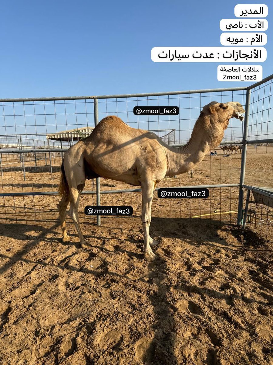 zmool_fza3's tweet photo. المدير بعير العاصفة
الاب : ناصي المختبر 
الام : مويه ناقة الحلامي
"��️حساب_ سلالات_العاصفة ⚫️"

الإنتاج :

معزم لـ حمد سالم حمد الزرعي قعود لقي سابق في مهرجان ام القيوين 16/12/2025
https://t.co/Z7zGaf93Tk

معزم لـ لحمودي سالم حمد الدرعي قعود لقي سابق في ميدان الرقيعات شارة الديوان 18/1/2026
https://t.co/kgd7ygHobr

مويه لـ محمد شليويح محمد الجنيبي بكره لقيه سابقه في ميدان هيماء 16/1/2024
https://t.co/ZejFCXatPm

مضبوط قعود حق سابق في في مهرجان خادم الحرمين الشريفين ميدان الجنادرية 8/2/2024
https://t.co/FILgDWwe0J

السايحه لـ سعيد عبدالله بالطير العامري بكره حقه سابقه في مهرجان سمو الأمير الوالد ميدان الشحانيه 24/2/2024
https://t.co/l3XsS1n5qg

العملة لـ سعيد عبدالله بالطير العامري بكرة حقه حاصله على المركز الثاني في مهرجان الأمير الولد ميدان الشحانية 24/2/2024
https://t.co/gDWq7GiFr0

"⚫️حساب_ سلالات_العاصفة ⚫️"

معزم لـ لحمودي سالم حمد الدرعي قعود حق سابق في ميدان البشاير ضمن سباق الاتحاد العماني المحطات التأهيلية 6/12/2024
https://t.co/IihCeTxxnw

معزم لـ خليل سالم حمد البطين قعود حق سابق في مهرجان ولي العهد الطائف مسافة 2 كلم 2/9/2021
https://t.co/MMCUIDIZSN

ناصيه لـ راشد عامر دعفوس المنصوري بكره حقه سابقه في ميدان المرموم مسافة 2 كلم 28/6/2021
https://t.co/UiPYyj4FGE

مويه لـ سعيد سليم راشد العويسي بكرة فطيمة سابقة في الصعوب ميدان سيح الرمث 31/1/2026 
https://t.co/MeqPf5mfvO

مويه لـ حميد مبارك معيوف الدرعي بكره فطيمة سابقه في ميدان الوقن 7/6/2025
https://t.co/td7PtmhK0n

موج لـ خليفة عبيد خليفة الحميري قعود فطيم سابق في ميدان الطي 14/7/2024
https://t.co/iMkEtvyIdH

الواضح لـ علي عبدالله الربيعي قعود فطيم سابق في ميدان الرميل 5/7/2024
https://t.co/kUoggodHQZ

معزم لـ مبارك علي الوهيبي قعود فطيم سابق في ميدان الدريز 28/6/2024 
https://t.co/v9WEqCx9If

العزوم سلطان محمد يحيى بن محيوه بكره فطيمة سابقه في ميدان التلة 10/3/2024
https://t.co/uQJCGha4cB

ناصيه لـ عيسى سعيد علي المزروعي بكره فطيمة سابقه في سن الصعوب ميدان الذيد 19/6/2021
https://t.co/CFiWKauqQH

العمال لـ سالم حمد البطين قعود فطيم سابق في ميدان الطائف 19/6/2021
https://t.co/QHNGCaQEkv

وغيره من الإنتاج الطيب 

المصدر : سلالات العاصفة
Zmool_fza3

"⚫️حساب_ سلالات_العاصفة ⚫️"