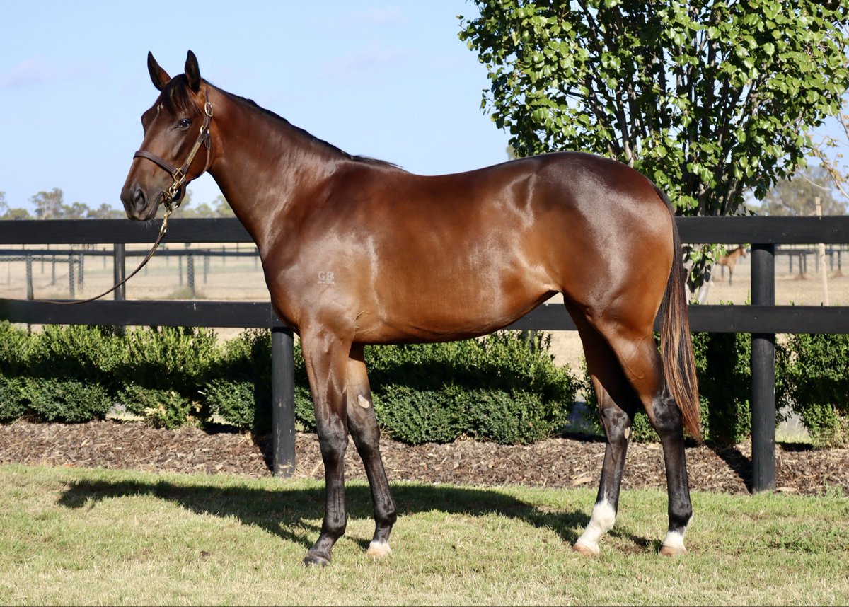 Shadow Hill Th'breds tweet media