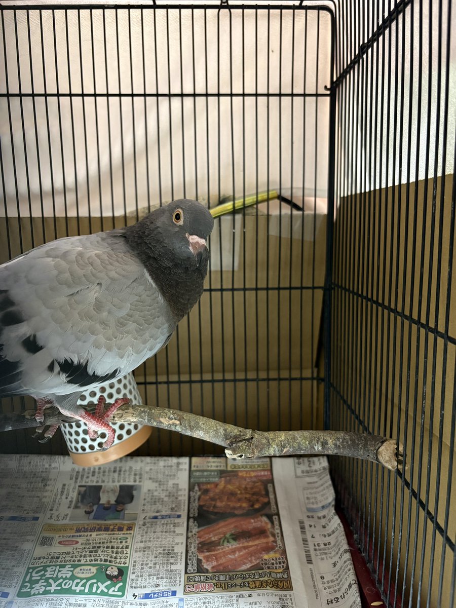 ぴょこっ