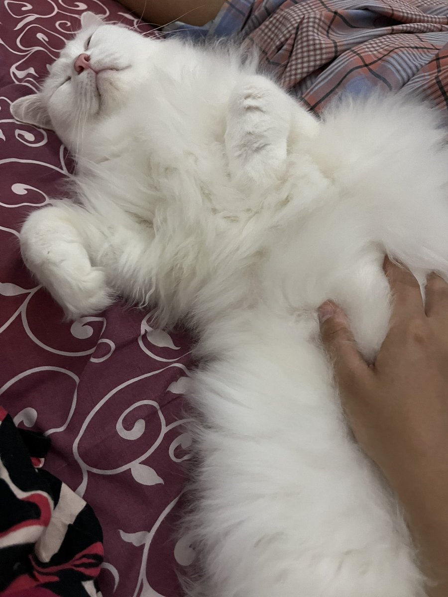 daisyjohn1414's tweet photo. @catshealdeprsn my cat loves belly rubs until he fell asleep 🥺 https://t.co/D193AiznKT
