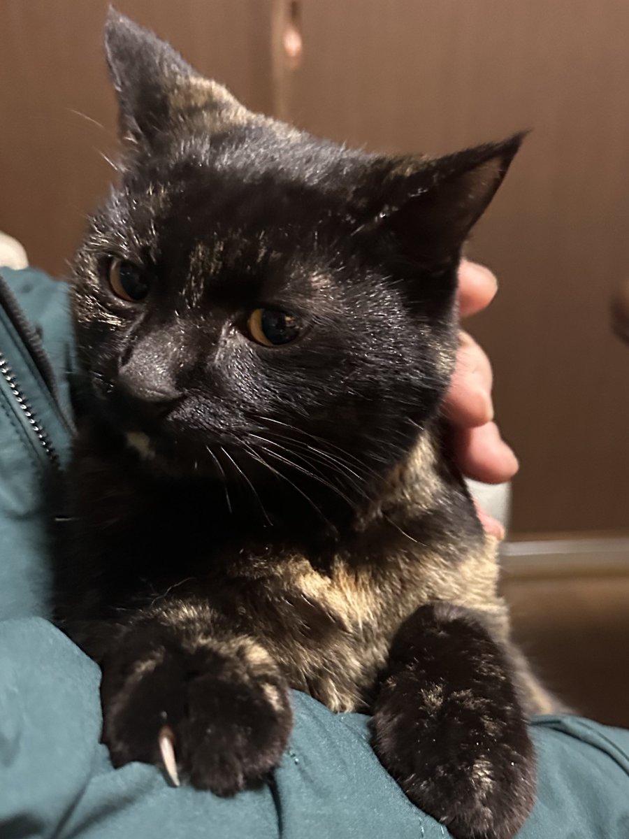 にゃんにゃんにゃんの日🐈‍⬛💓
父に抱かれるくーちゃん
