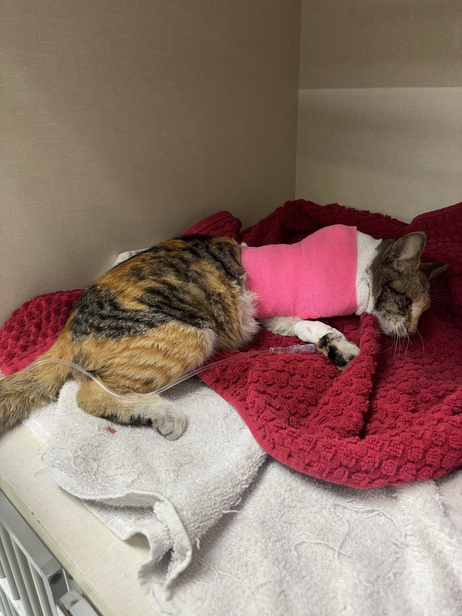 gasket ⚙️ tweet media