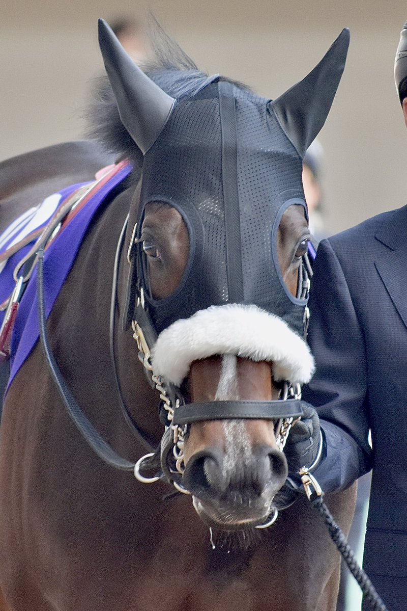 数多の名馬を育ててこられた国枝厩舎さんにとって最後のＧ１挑戦となるフェブラリーＳ。東京のダ１６００ｍで前に壁を作って運ぶことができたら、一体どんな走りを披露するのだろう。そう感じてきたシックスペンス号が内めの枠を引きました。しかも鞍上は手が合いそうな戸崎騎手。胸が躍りますね⚡️
