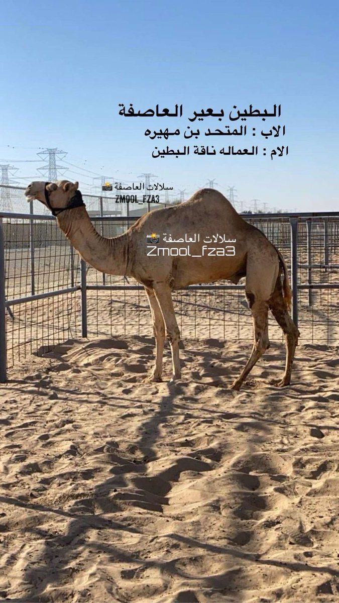 zmool_fza3's tweet photo. "⚫️حساب_سلالات_العاصفة ⚫️"

 ⭐((إستديو المعجزة النادرة ))⭐
🏁 ميدان الشحانية
📆 السبت 21/2/2026
 المسافه 1500كم

الشوط 5…
الشاهينية لـ جابر سالم جابر اللزيوح البحيح 
التوقيت : 2:23:57
https://t.co/5OcBp8wbLg

الاب : البطين بعير العاصفة ( محمية الهباب )

المصدر : سلالات العاصفة
Zmool_fza3

"⚫️حساب_سلالات_العاصفة ⚫️"