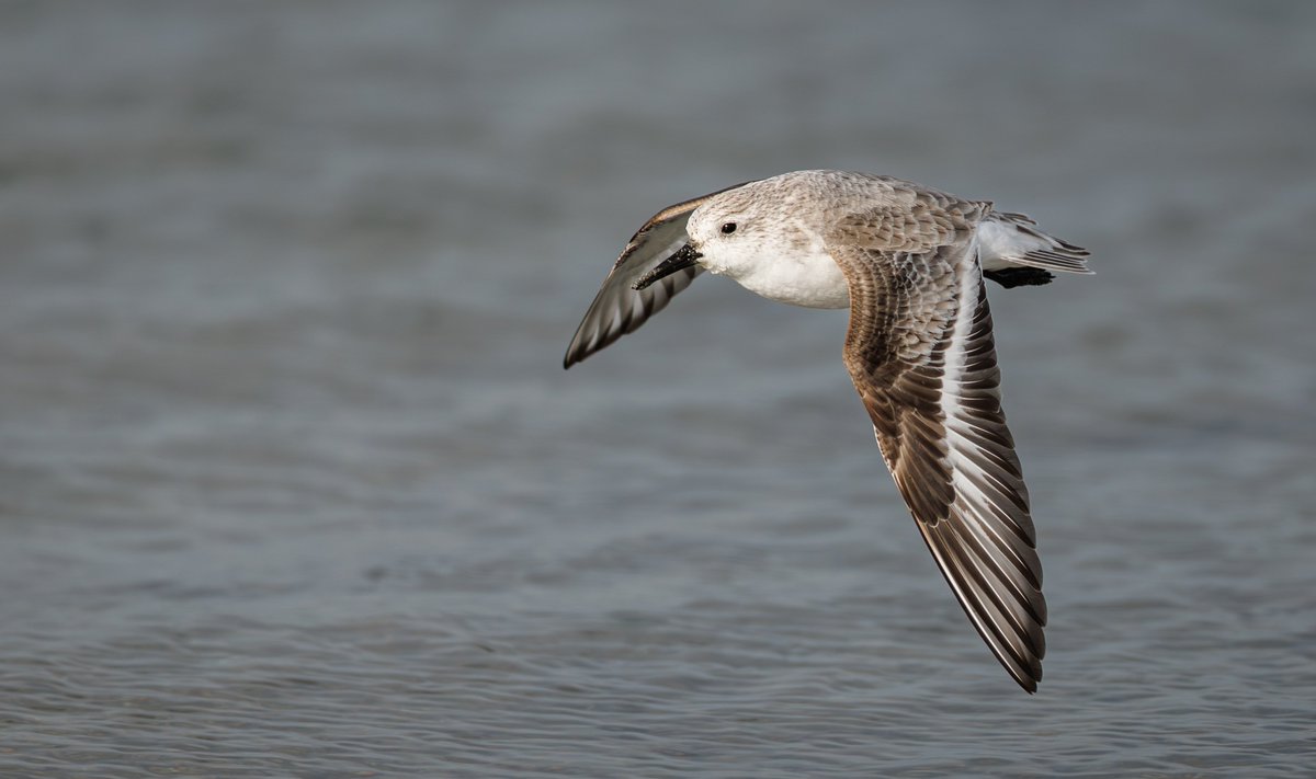 Brian's Birds tweet media