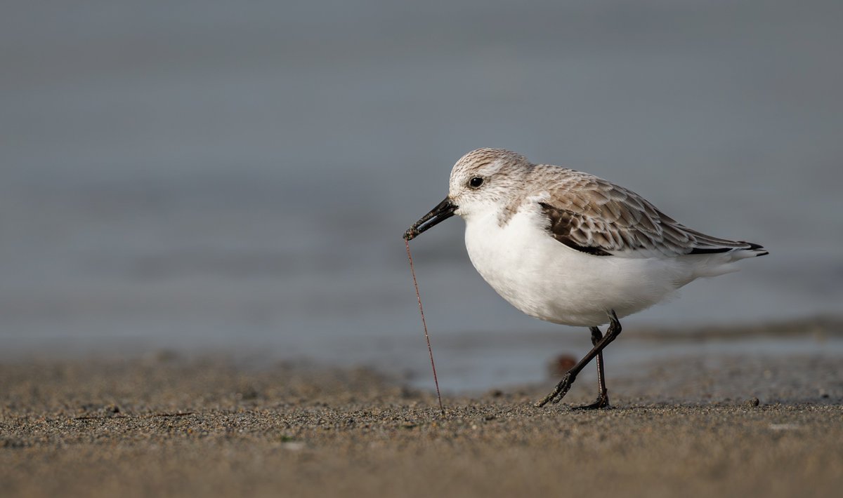 Brian's Birds tweet media