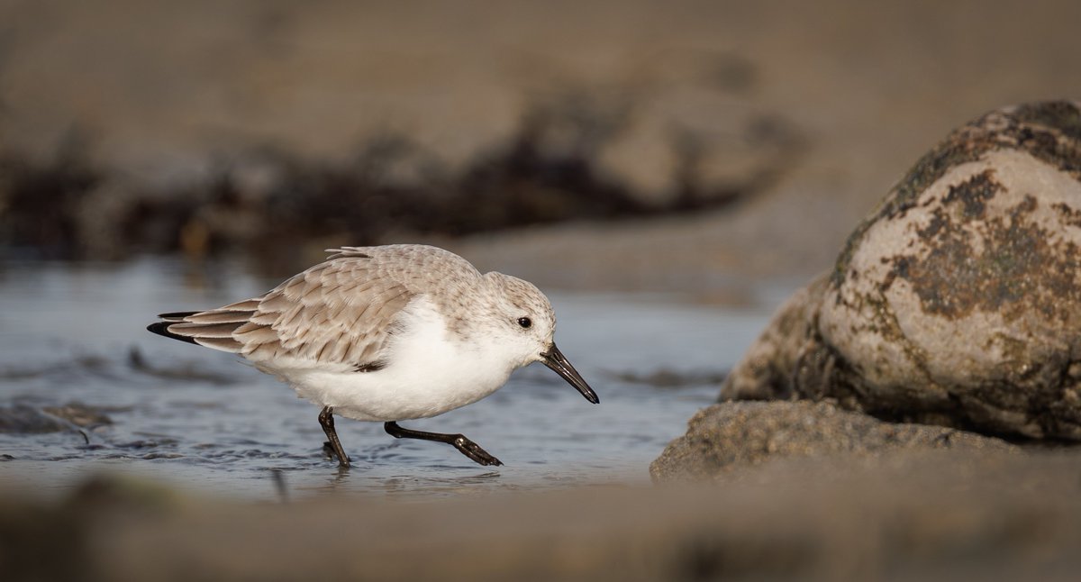 Brian's Birds tweet media